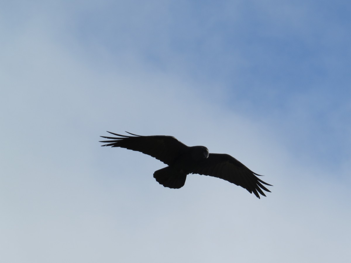 עורב שחור - ML645654553