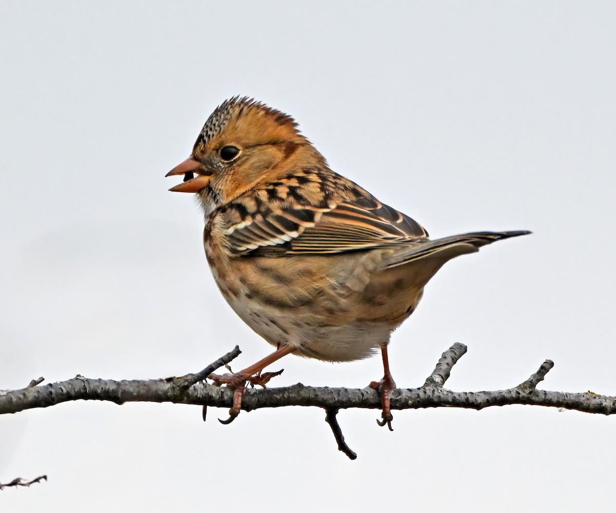 Harris's Sparrow - ML645654557
