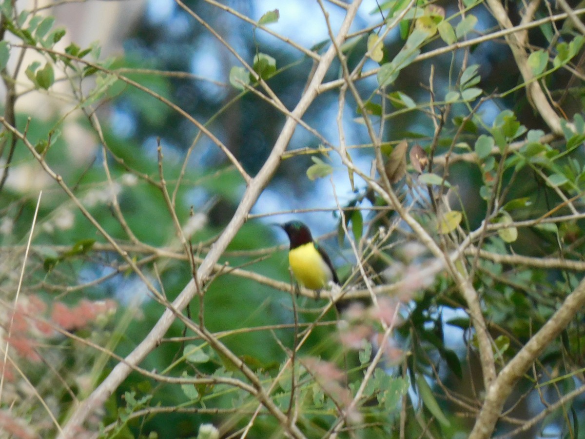 Purple-rumped Sunbird - ML645654563