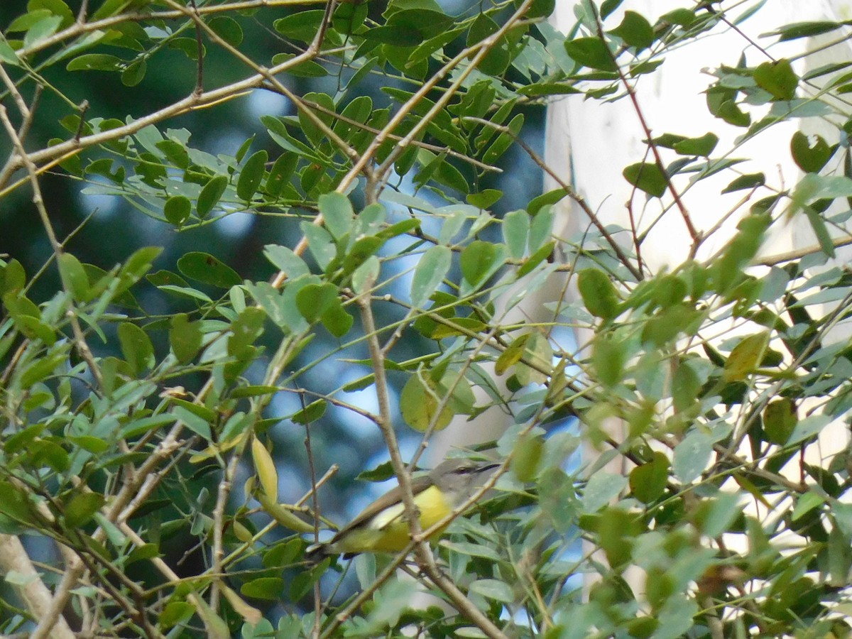 Purple-rumped Sunbird - ML645654564