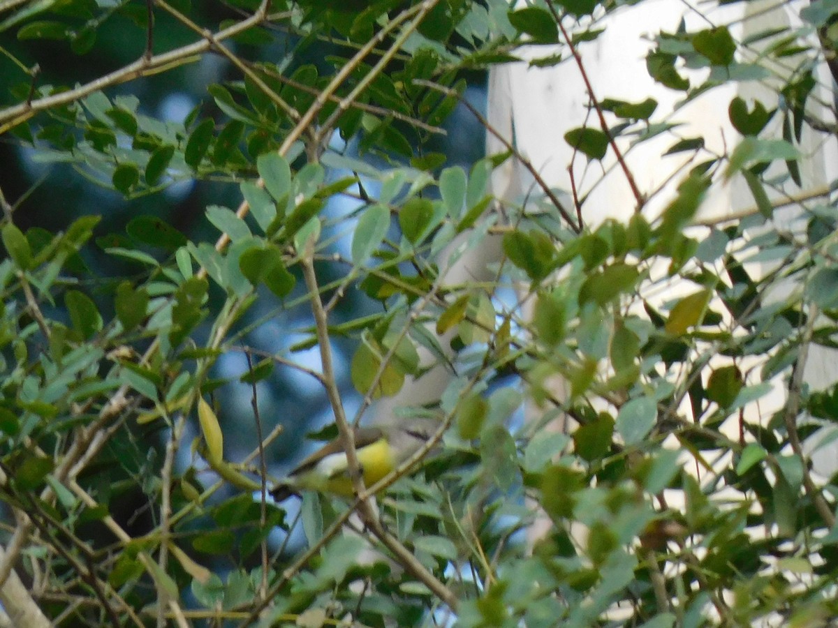 Purple-rumped Sunbird - ML645654565