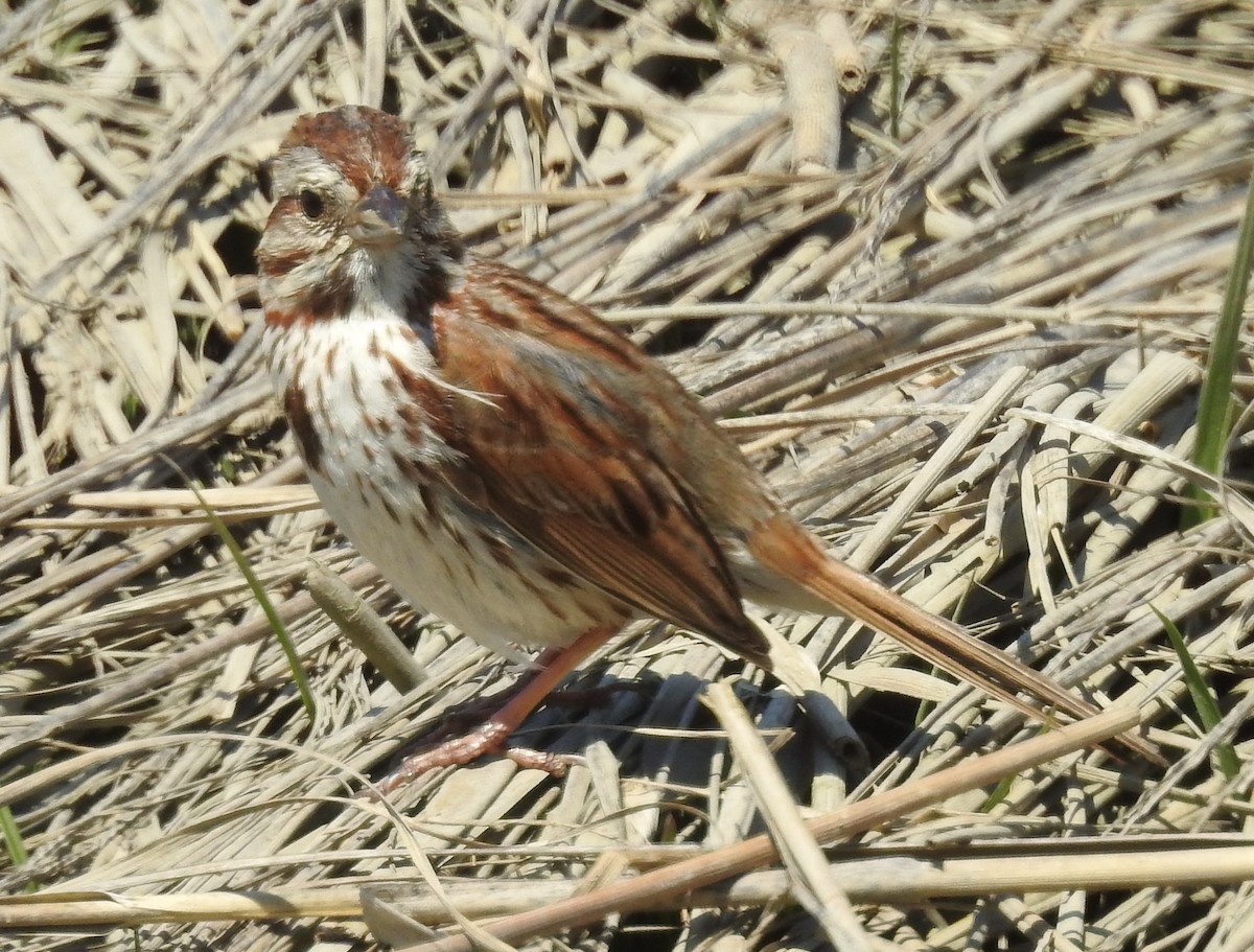 Chingolo Cantor - ML645654566