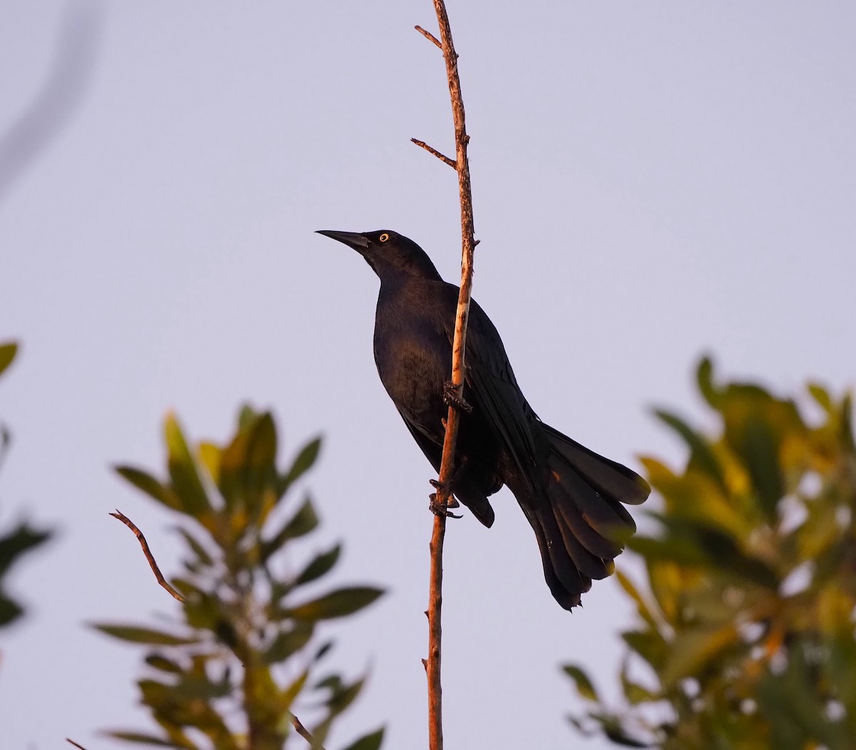 Greater Antillean Grackle - ML645654570