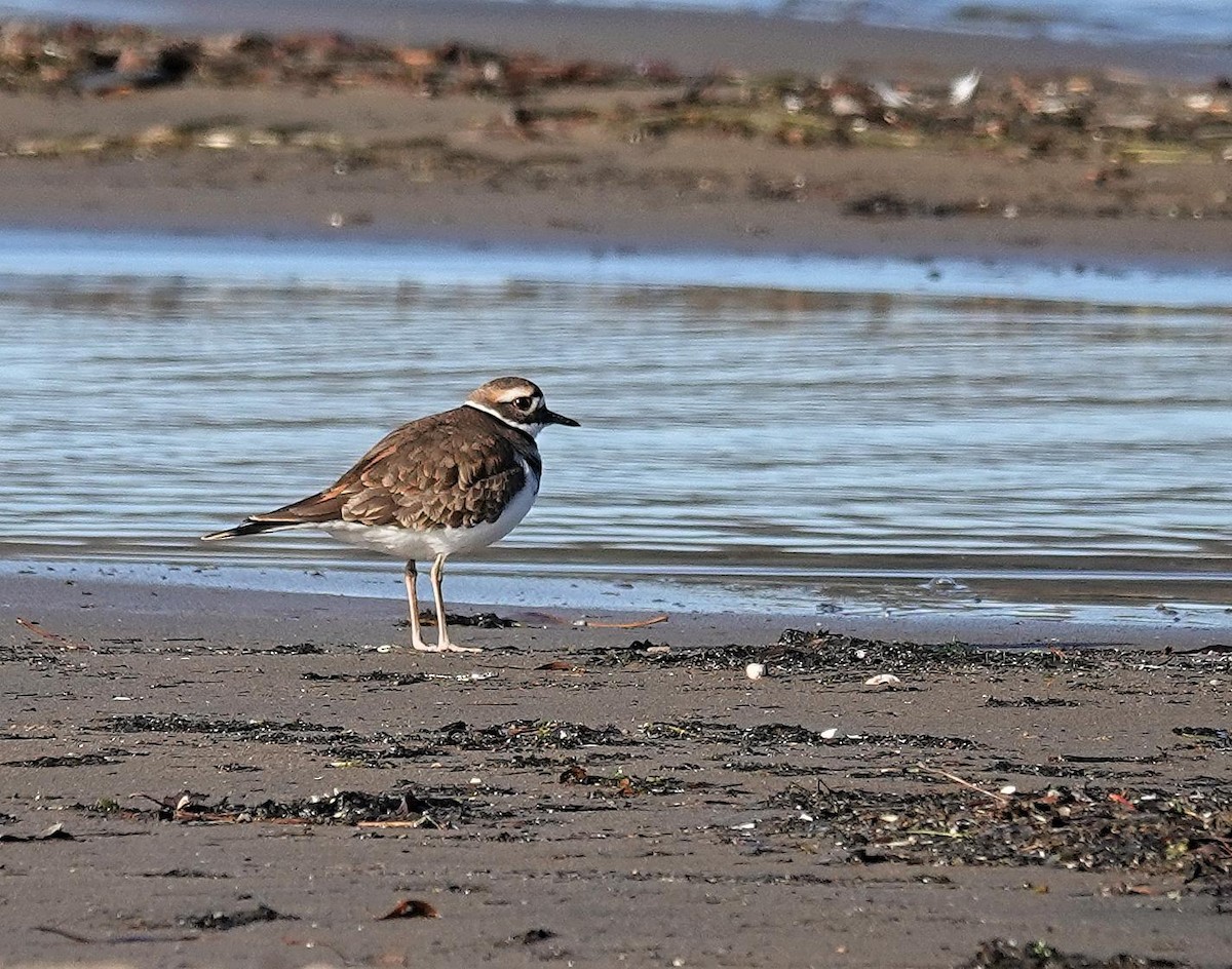 Killdeer - ML645654576