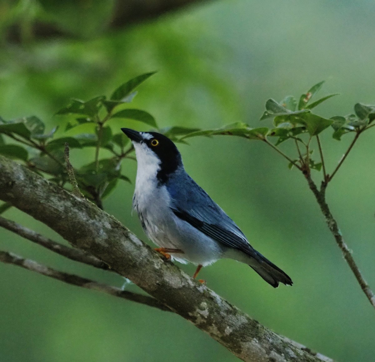 Hooded Tanager - ML645654577