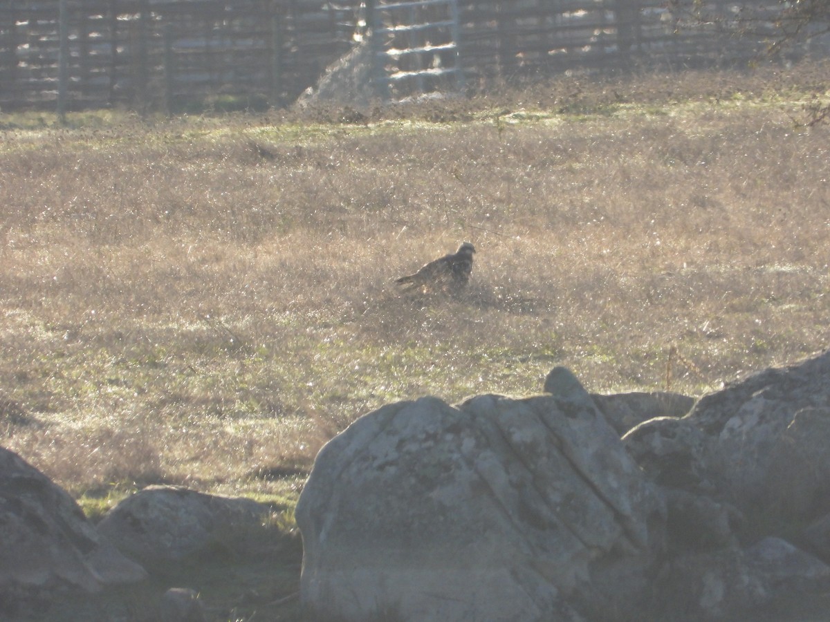 Western Marsh Harrier - ML645654580