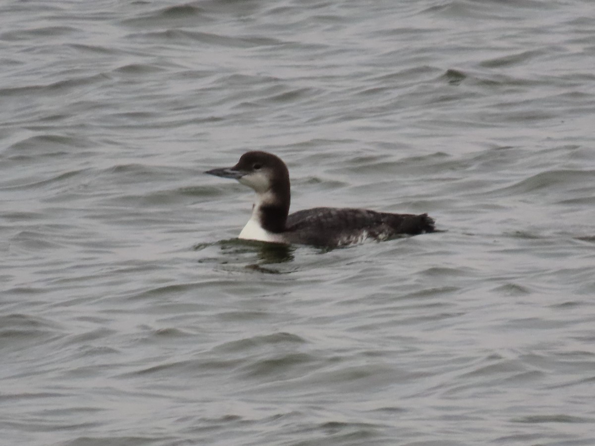 Common Loon - ML645654581