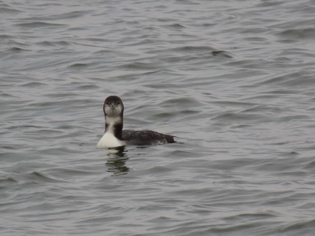 Common Loon - ML645654582