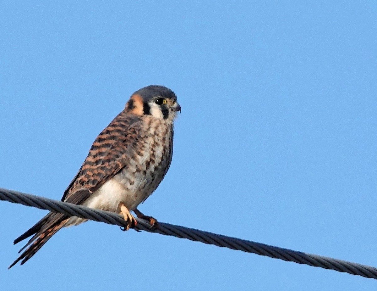 American Kestrel - ML645654585