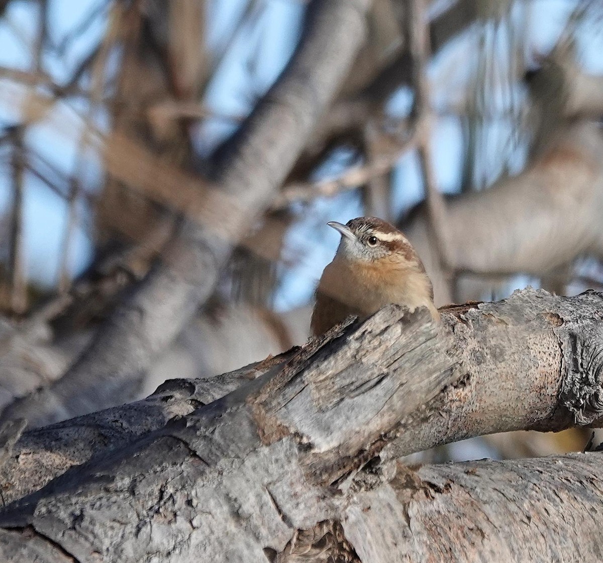 Carolina Wren - ML645654595