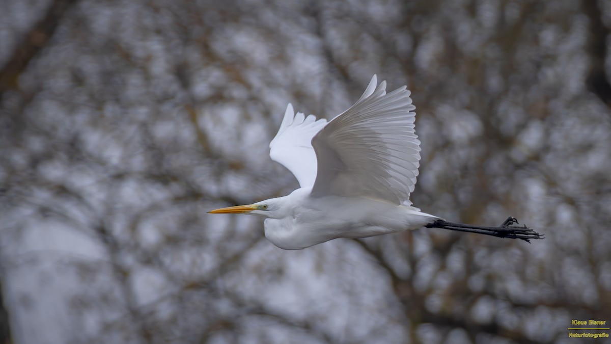 大白鷺 - ML645654596