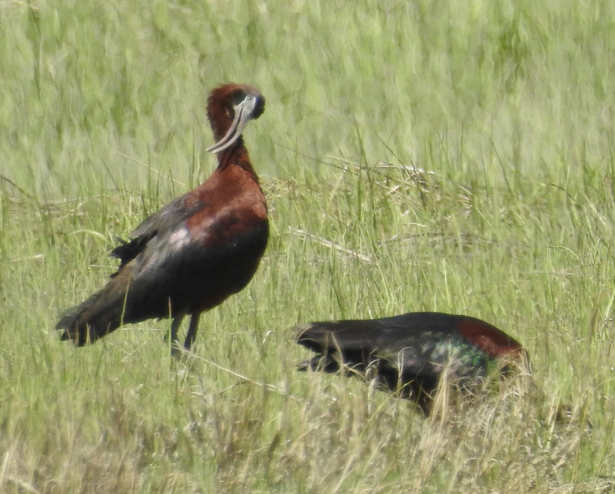 Morito Común - ML645654598