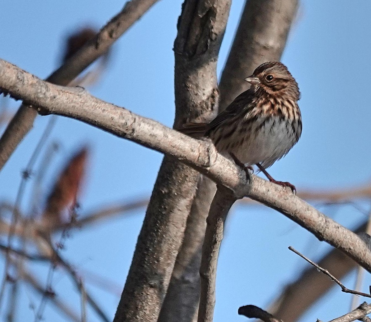 Song Sparrow - ML645654601