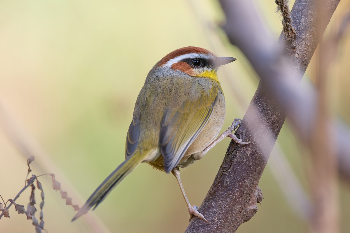 Rufous-capped Warbler (rufifrons Group) - ML645654602