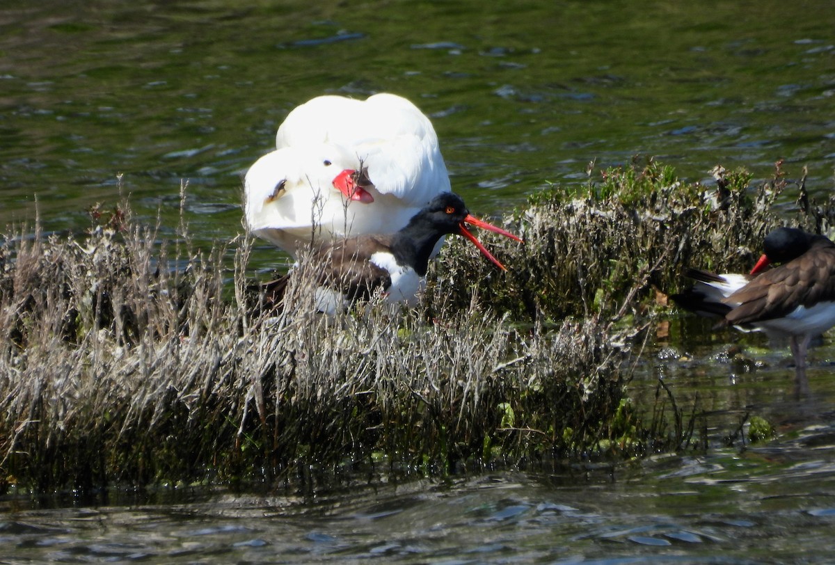 Американский кулик-сорока - ML645654603