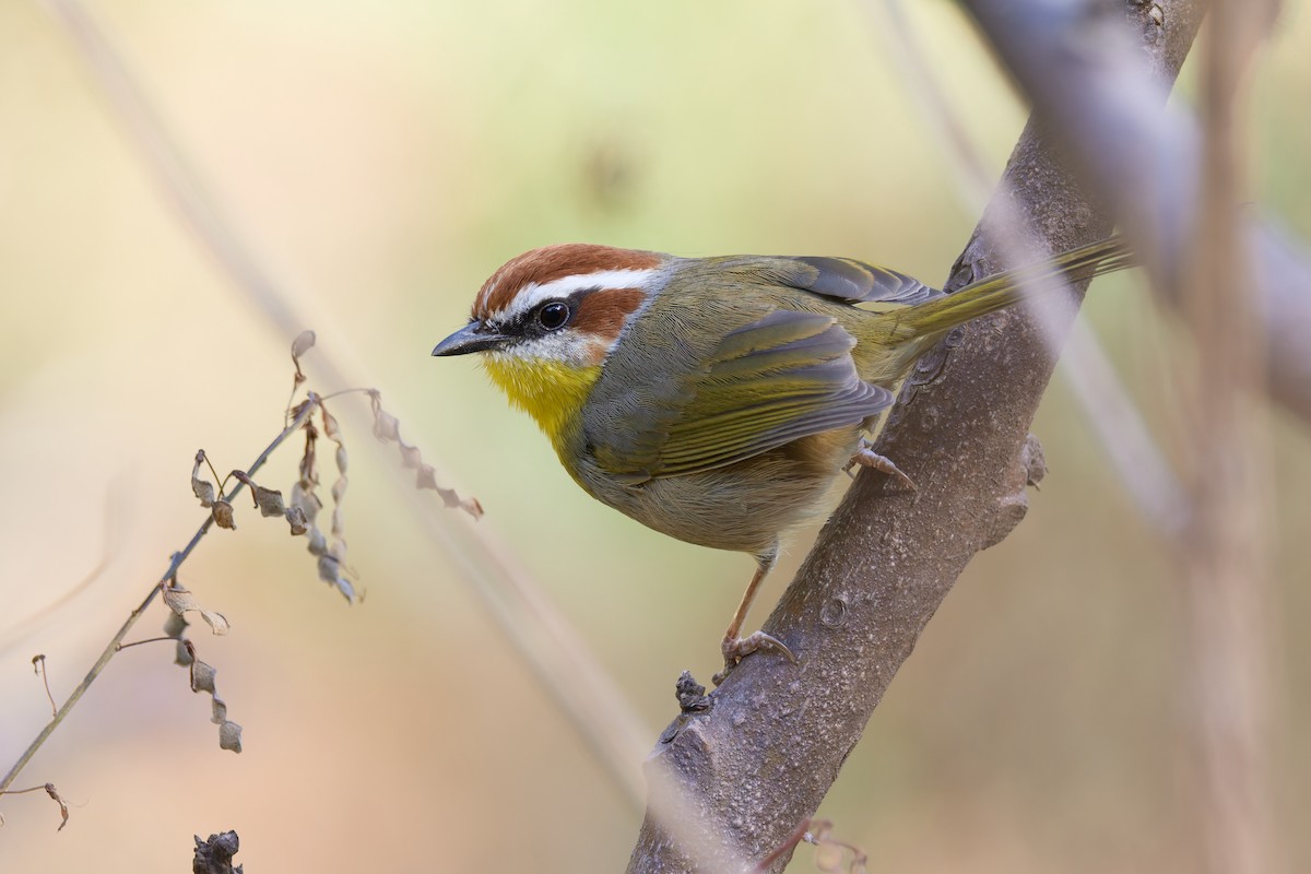 Rufous-capped Warbler (rufifrons Group) - ML645654611