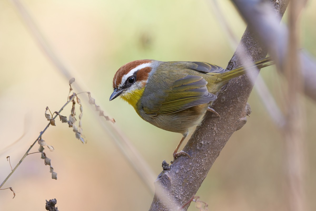 Rufous-capped Warbler (rufifrons Group) - ML645654612