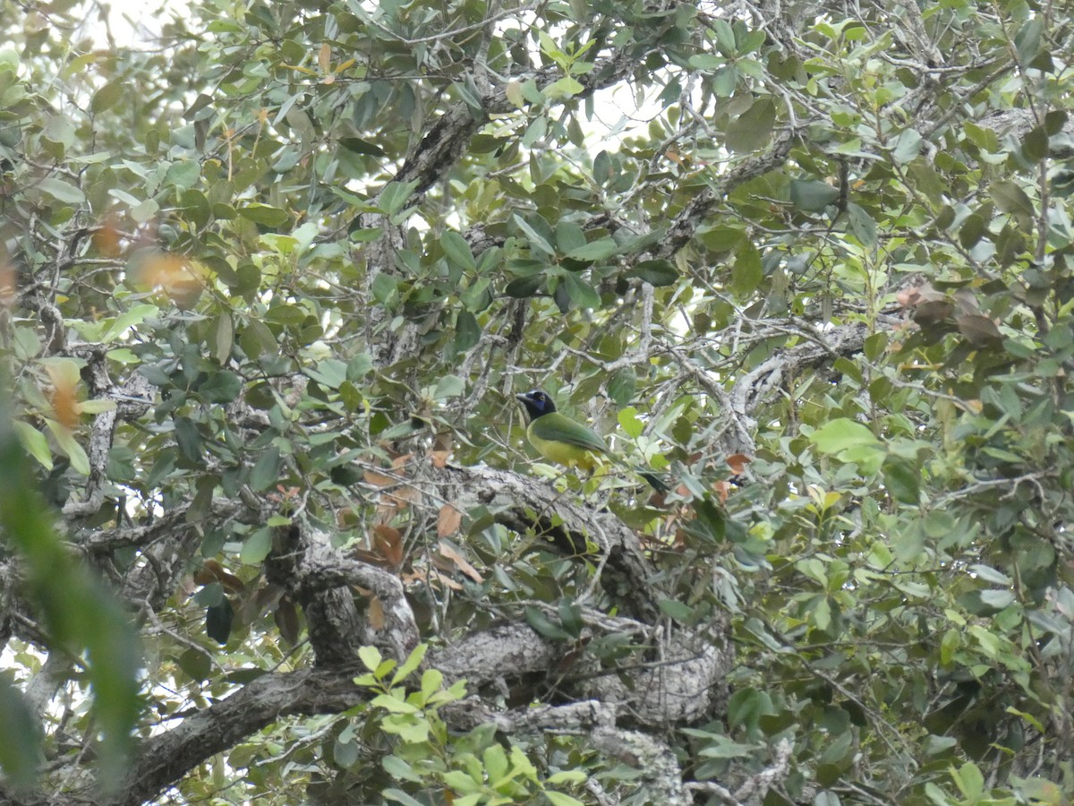 sojka zelenavá - ML645654613