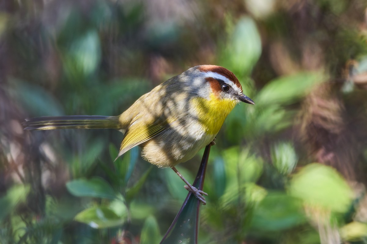 Rufous-capped Warbler (rufifrons Group) - ML645654614