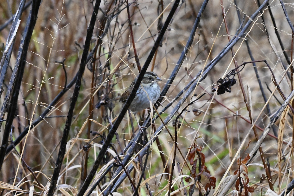 ヌマウタスズメ - ML645654617