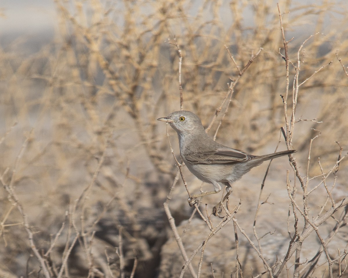 Пустынная славка - ML645654623