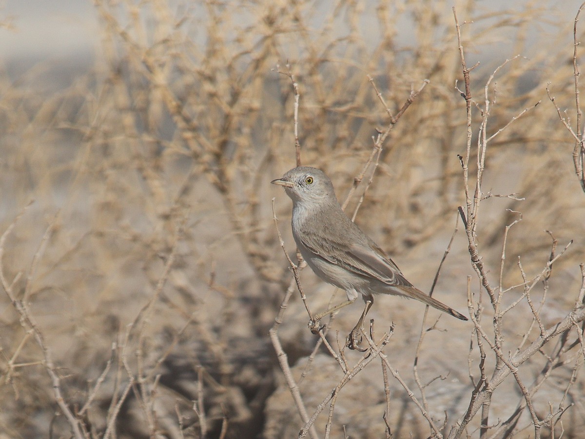 Пустынная славка - ML645654624