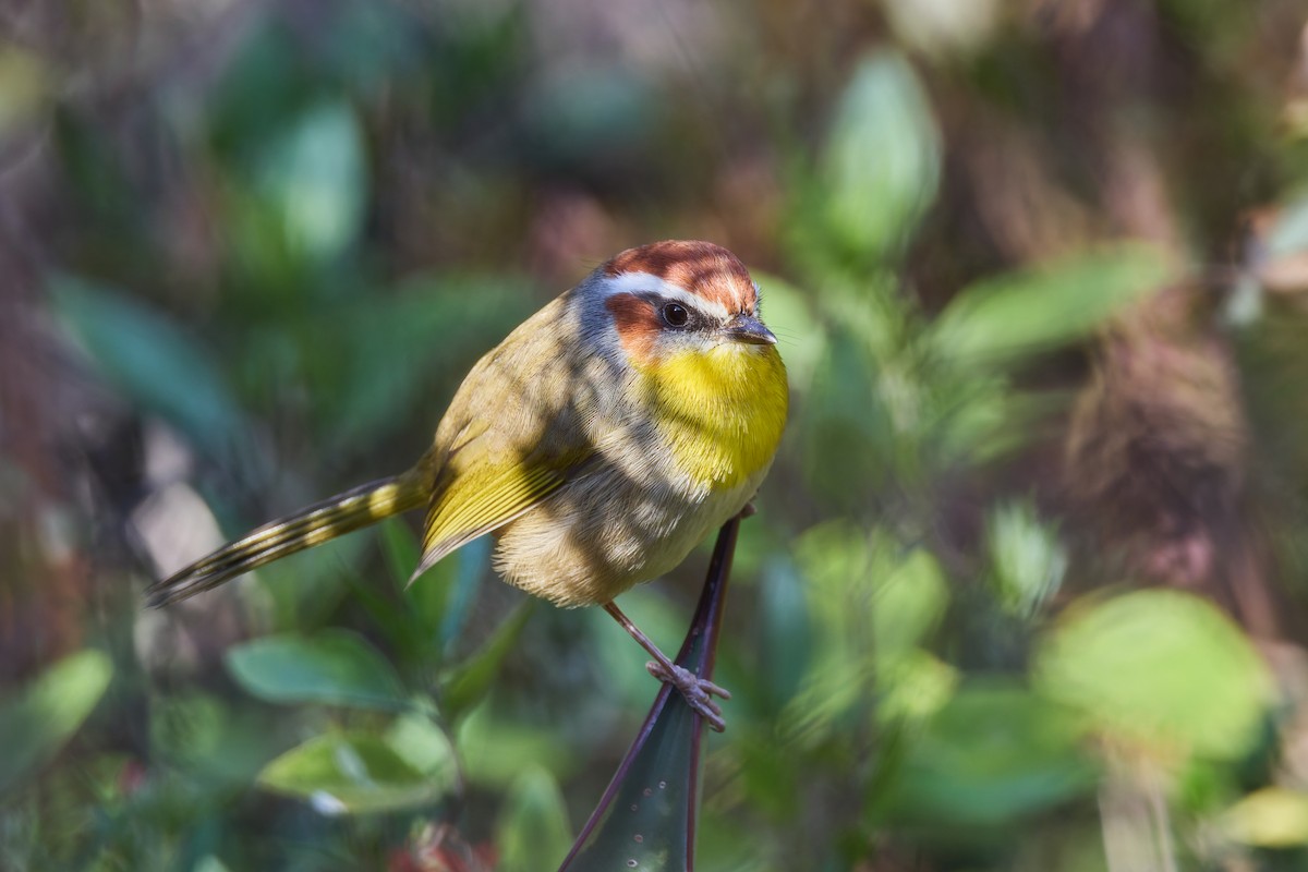 Rufous-capped Warbler (rufifrons Group) - ML645654625