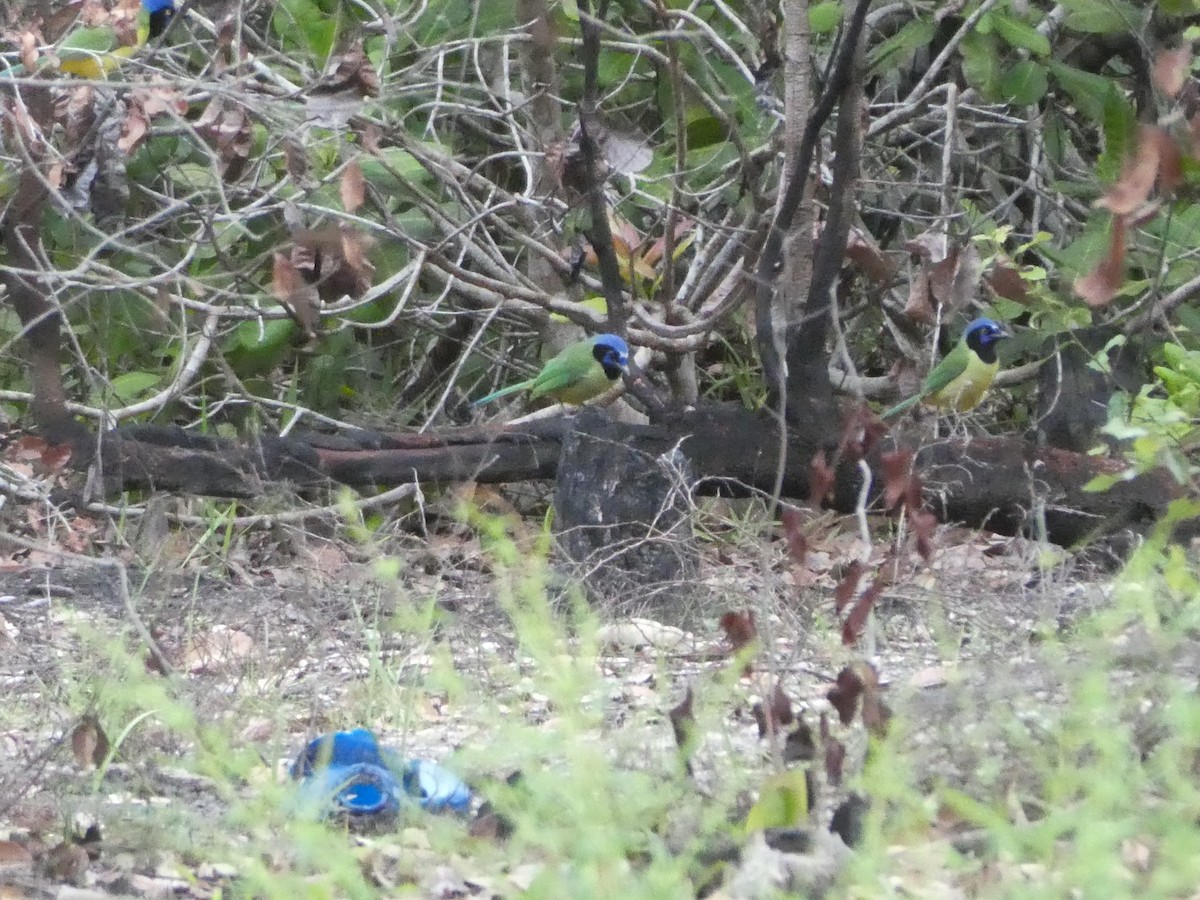 Green Jay - ML645654626