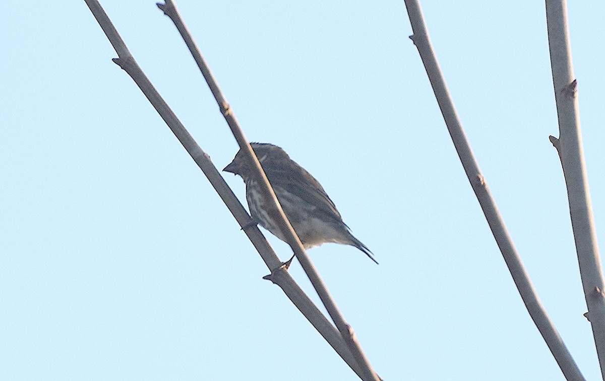 Purple Finch - ML645654632