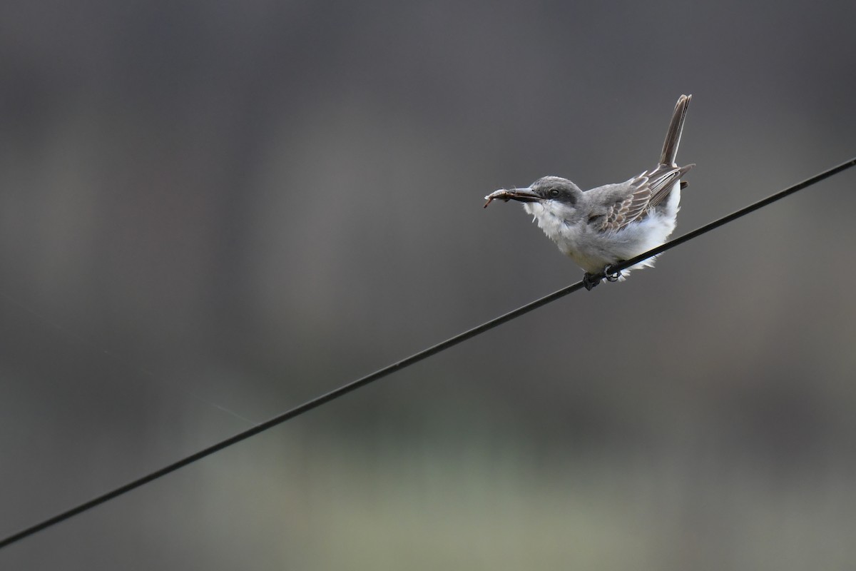 Gray Kingbird - ML645654636
