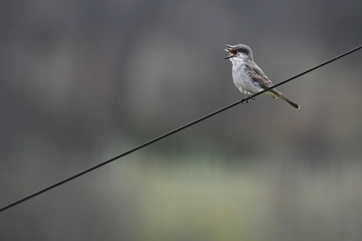 Gray Kingbird - ML645654637