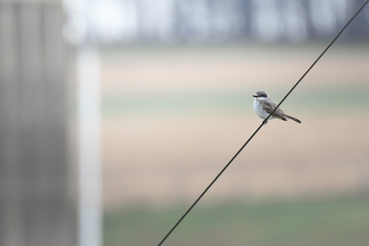 Gray Kingbird - ML645654638