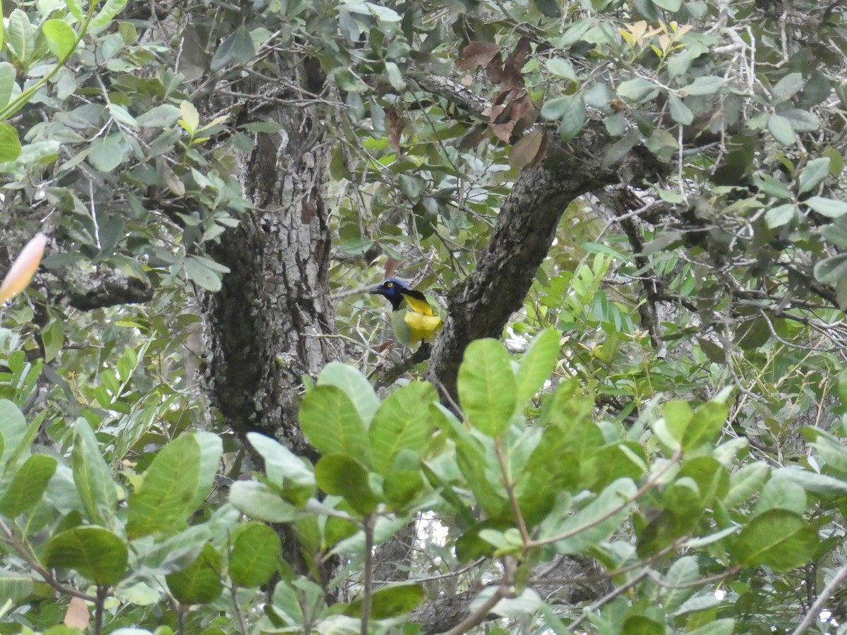 Green Jay - ML645654639