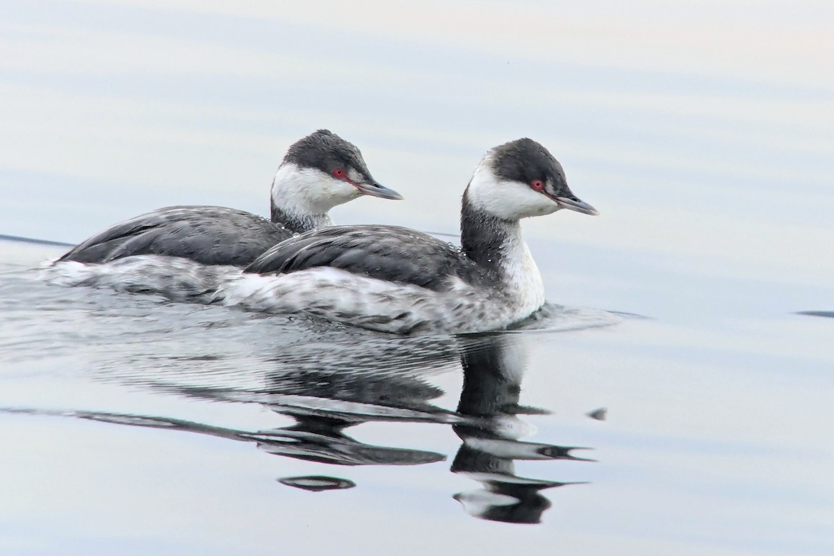 Horned Grebe - ML645654641