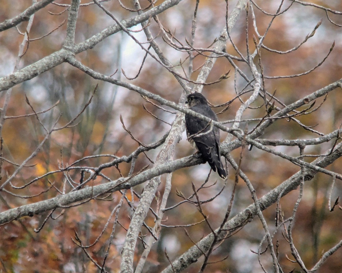 Merlin - ML645654644