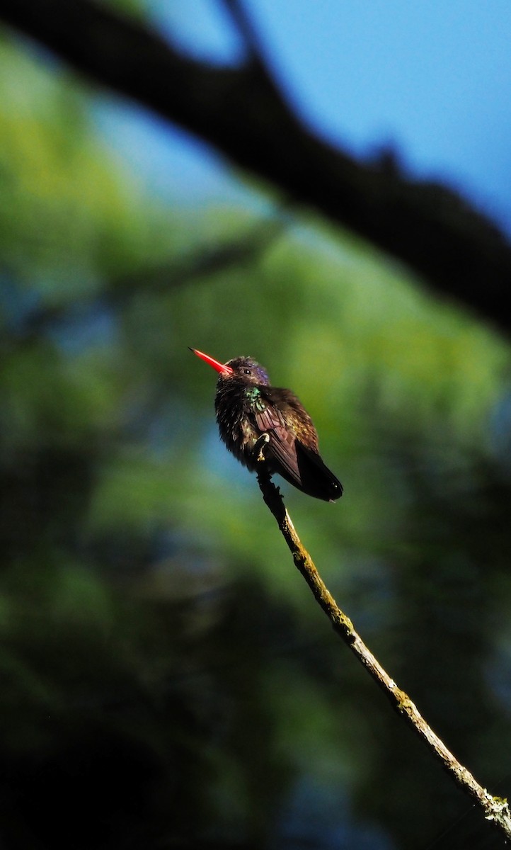 White-chinned Sapphire - ML645654645