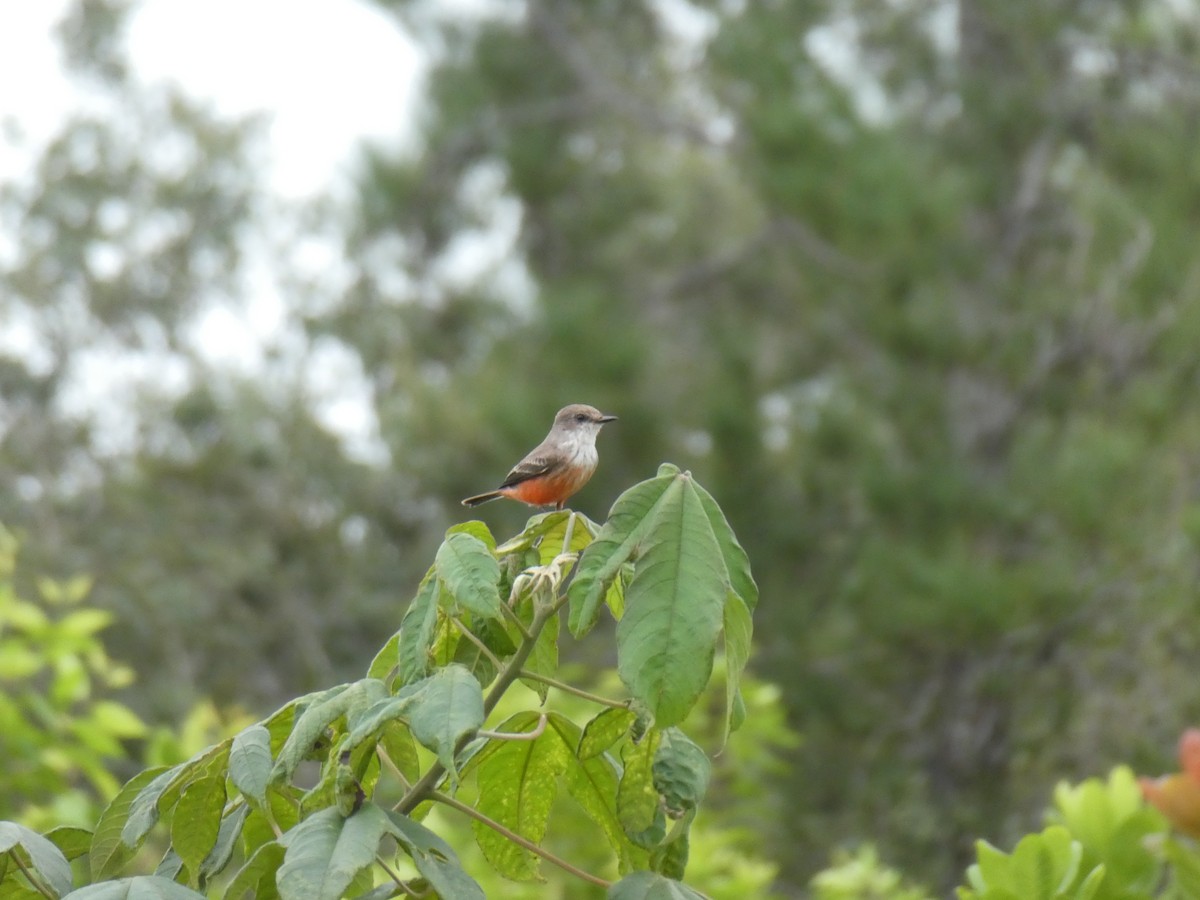Vermilion Flycatcher - ML645654646