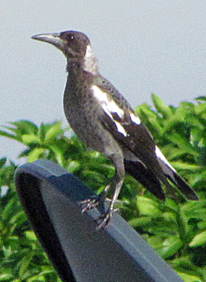 Australian Magpie - ML645654648
