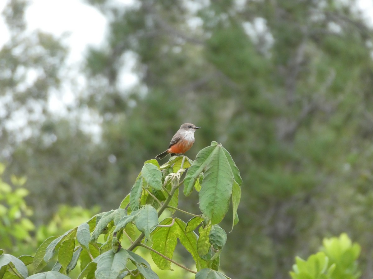 Vermilion Flycatcher - ML645654649