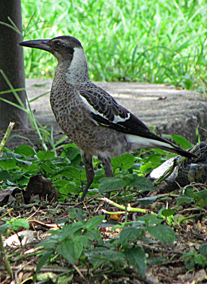 Australian Magpie - ML645654650