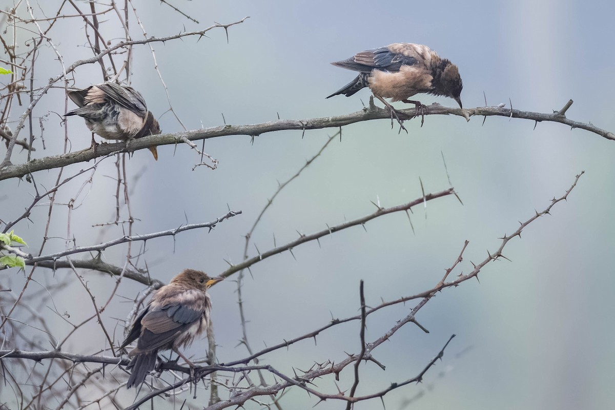 Rosy Starling - ML645654651