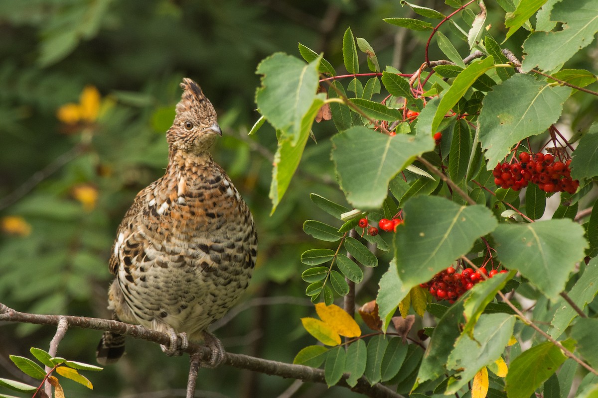 Ruffed Grouse - ML645654652
