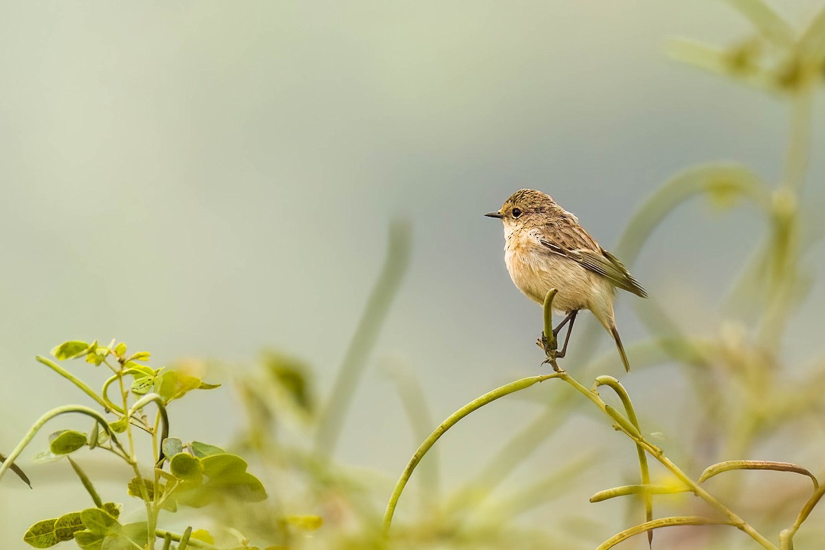 Siberian Stonechat - ML645654663