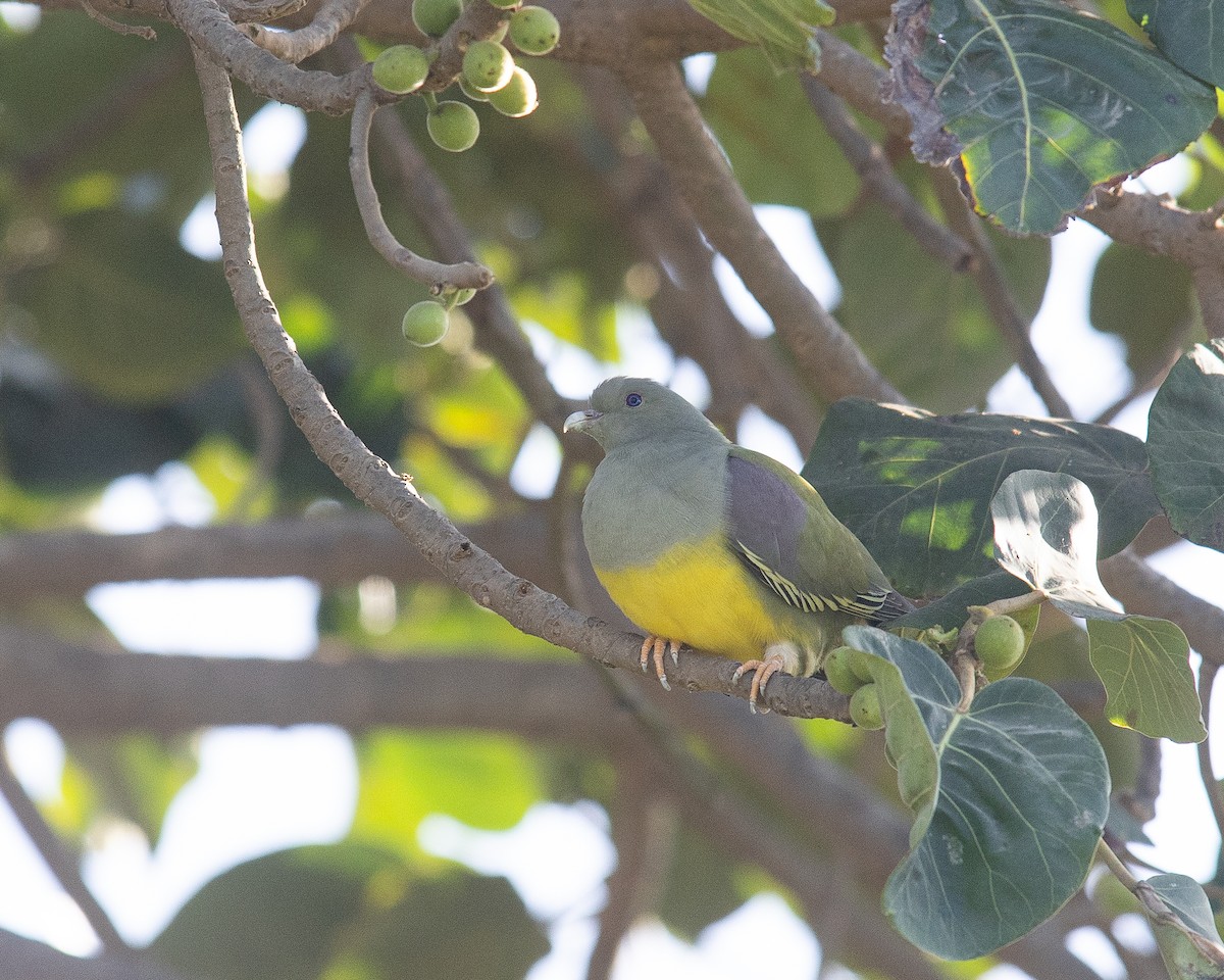 Bruce's Green-Pigeon - ML645654664