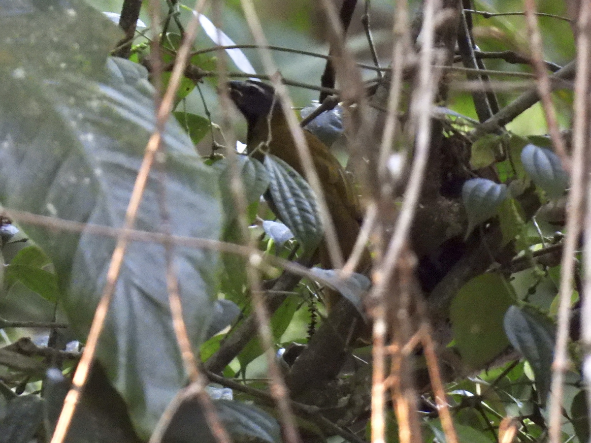 Buff-throated Saltator - ML645654666