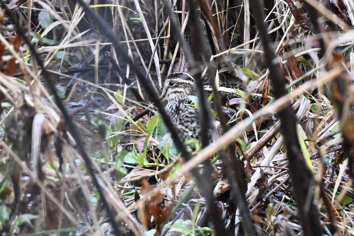 アメリカタシギ - ML645654667