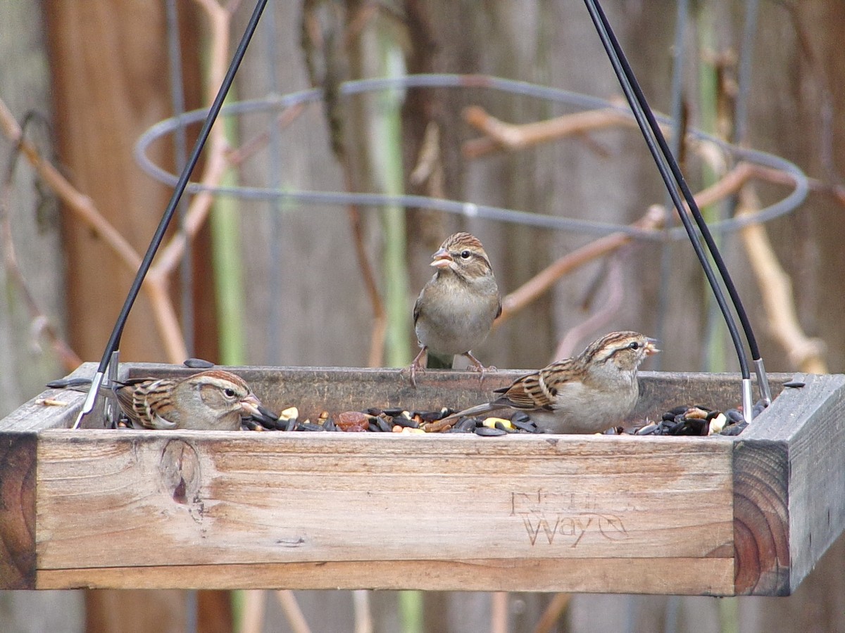 Chipping Sparrow - ML645654668
