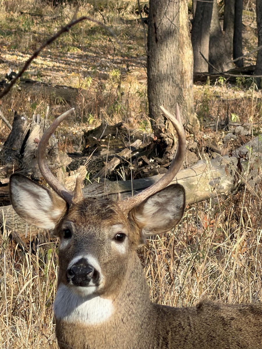 Animals - ML645654702