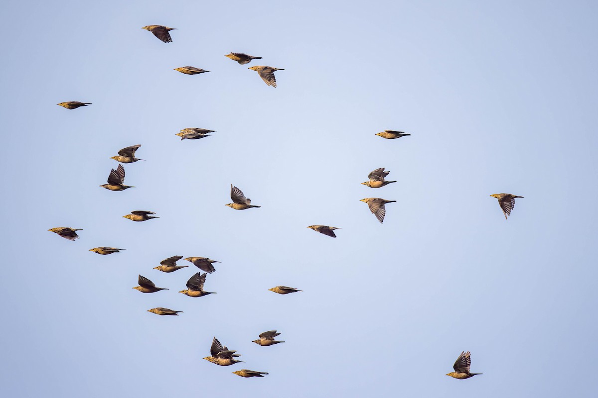 Rosy Starling - ML645654710