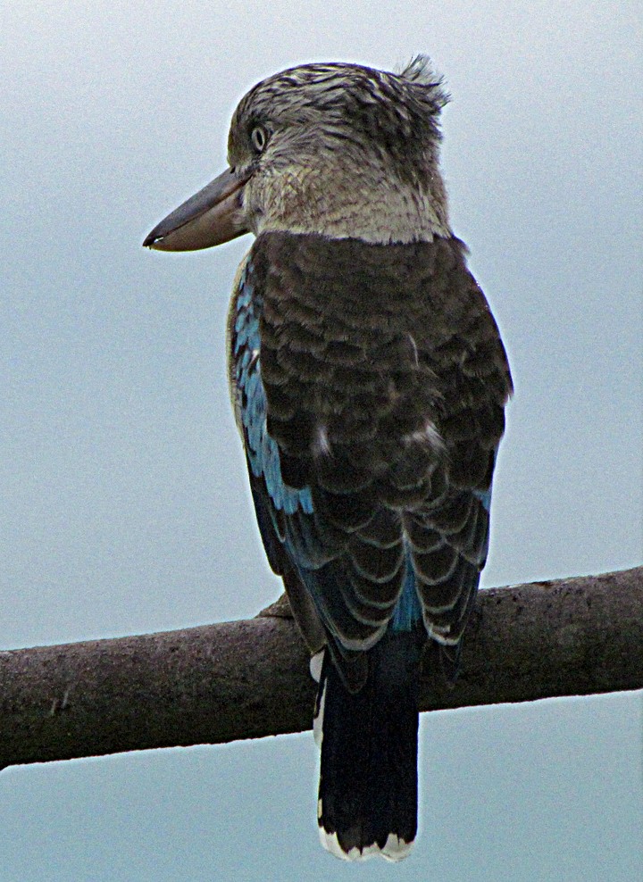 Cucaburra Aliazul - ML645654712